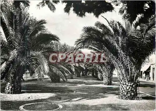 Cartes postales moderne Perpignan (P O) Ses Palmiers