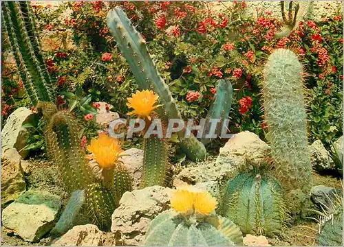 Cartes postales moderne Bandol (Var) La Cote d'Azur Miracle de la Nature Jardin Exotique de Sanary