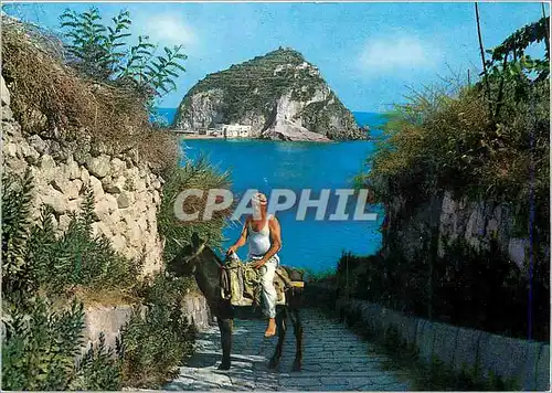 Cartes postales moderne Ischia S Angelo Le Ch�teau Ane Donkey