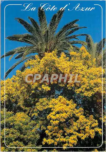 Cartes postales moderne Mimosas La Cote d'Azur