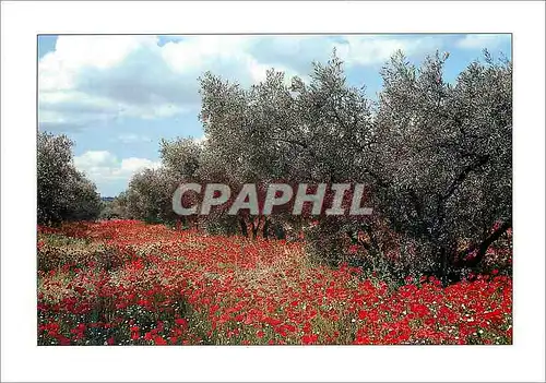 Cartes postales moderne Arriere Pays Medieterraneen Oliviers et Champs de Coquelicots