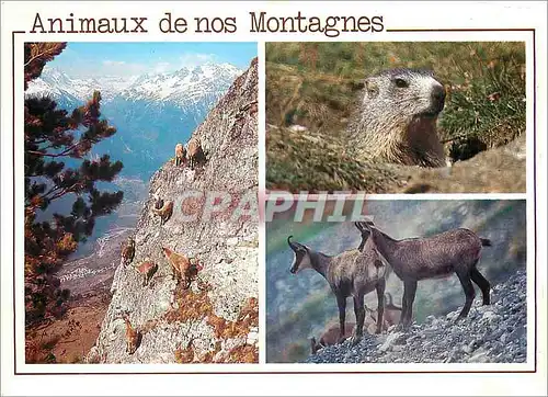 Cartes postales Animaux de nos Montagnes Images Chez nous Jeunes Bouquetins Marmotte Chamois
