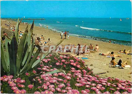Cartes postales La Cap d'Agde La Plage du Mole Fleurie