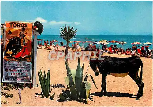 Moderne Karte Espana Tipica Scene a la Plage Ane Donkey Corrida
