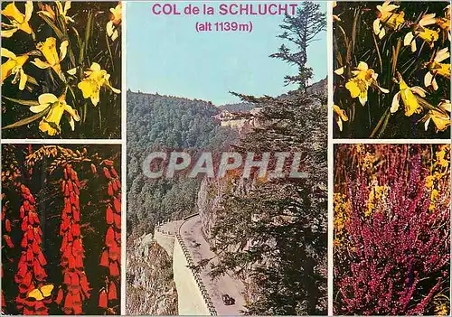 Moderne Karte Col de la Schlucht (alt 1139 m) et Fleurs Vogiennes Entre les Vosges et l'Alsace