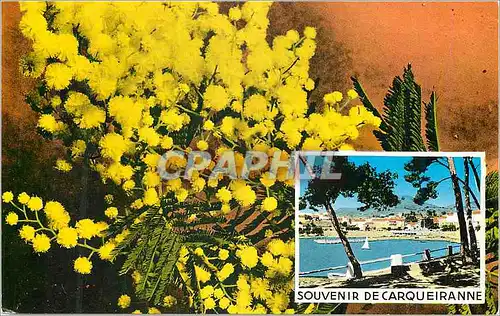 Cartes postales moderne Souvenir de carqueiranne