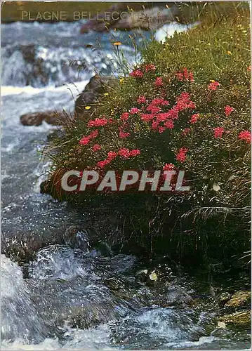 Cartes postales moderne Rhododendron Ferrugineux