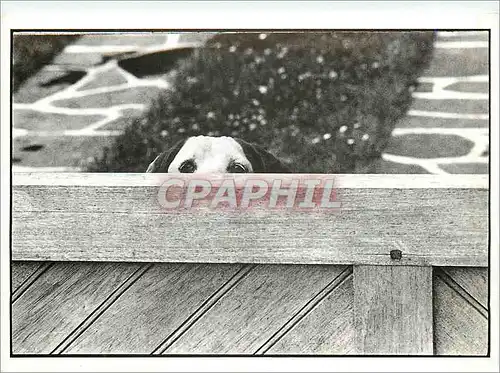 Cartes postales moderne Elliot Erwitt Trouville France 1985