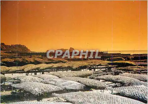 Cartes postales moderne Cancale (Ille et Vilaine) Les Parcs a Huitres