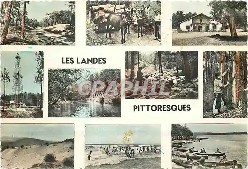 Cartes postales moderne les Landes Pittoresques Ane Donkey