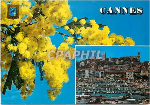 Cartes postales moderne Souvenir de Cannes