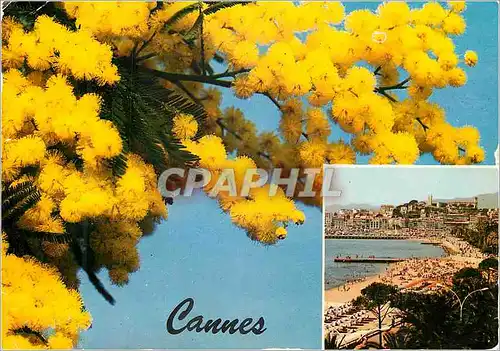 Cartes postales moderne Souvenir de Cannes