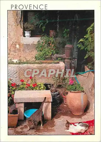 Cartes postales moderne Village de Provence la Cour Fleurie