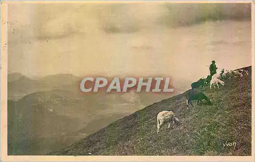 Cartes postales Clermont Ferrand Auvergne au Sommet du Puy de Dome Moutons