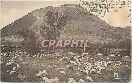 Cartes postales Puy de Dome Moutons