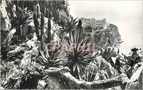 Cartes postales moderne La cote d azur le rocher de monaco vu des jardins exotiques