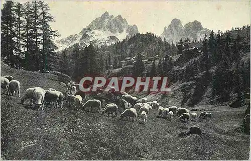 Ansichtskarte AK Coll les hautes alpes de l francou briancon Moutons