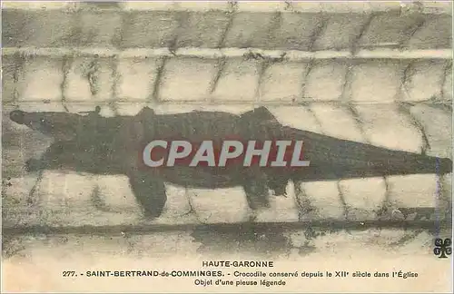Cartes postales Haute garonne 277 saint bertrand de comminges crocodile conserve depuis le XII siecle dans l egl