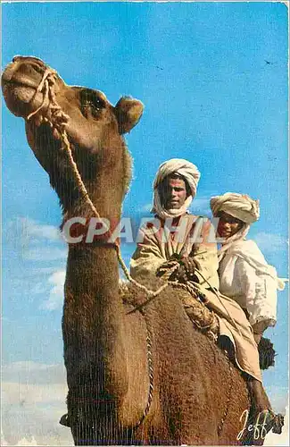 Moderne Karte Maroc Pittoresque Rencontre au desert  Chameau