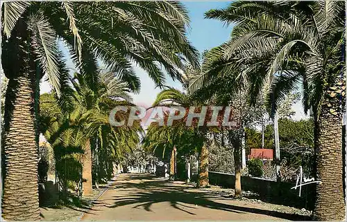 Cartes postales moderne Sanary sur Mer Avenue de Port Issol