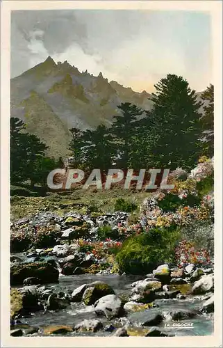 Cartes postales moderne Mont Dore les Bains P de D La Dordogne au pied du Sancy
