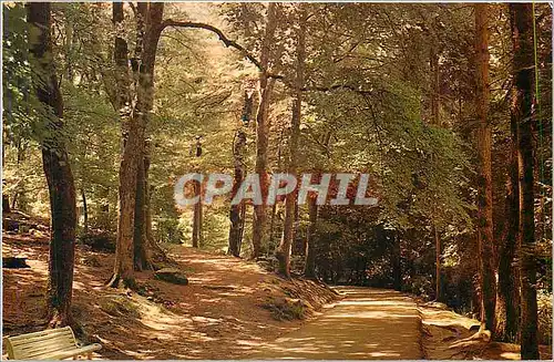 Cartes postales moderne Station thermale de Bagnoles de L Orne Allee d Dante