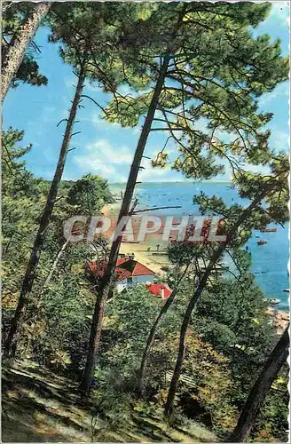 Cartes postales moderne Bassin d Arcachon Cote d Argent Le Bassin vue a travers les Pins