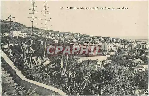 Cartes postales Alger Mustapha superieur a travers les Aloes