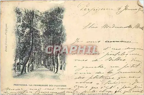 Cartes postales Perpignan La Promenade des Platanes