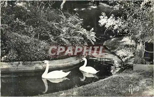 Cartes postales moderne Rennes Les Cygnes au Jardin des Plantes