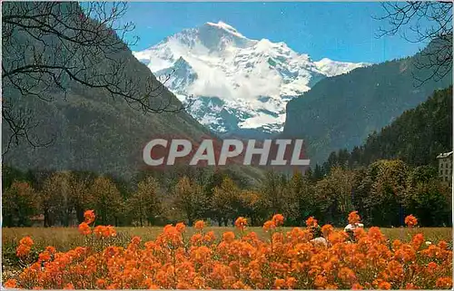 Cartes postales moderne Interlaken Jungfrau