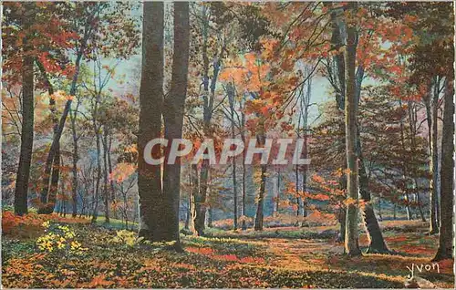 Cartes postales Fontainebleau (S et M) la Foret Matinee d'Automne