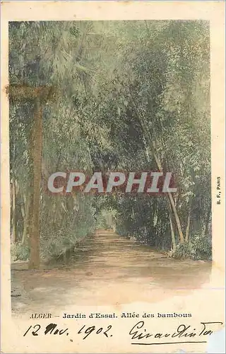 Cartes postales Alger Jardin D'Essai Allee des Bambous