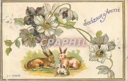 Cartes postales Souvenir d'Amitie Lapins