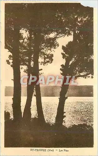 Cartes postales St Tropez (Var) Les Pins