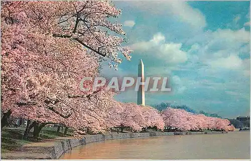 Cartes postales moderne Washington D C Washington Monument and Cherry Blossoms