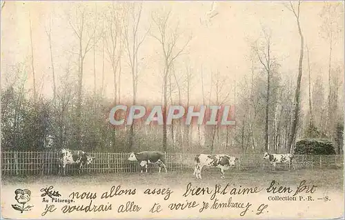 Cartes postales Au Paturage Vaches