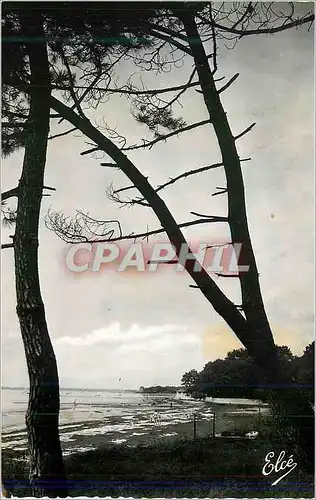 Cartes postales moderne Tanssat (Gironde) La Plage et les Pins Vers le Mauret