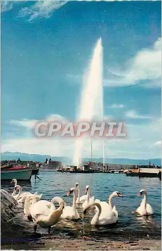 Cartes postales moderne Geneve Le Jet d'Eau (120 m) et Les Cygnes