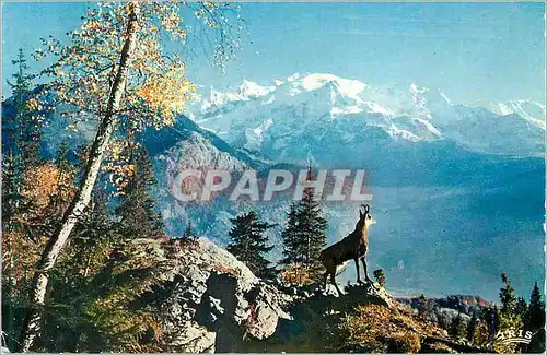 Cartes postales moderne Le Chamois des Alpes