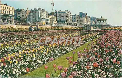 Moderne Karte Sunken gardens brighton rw 793