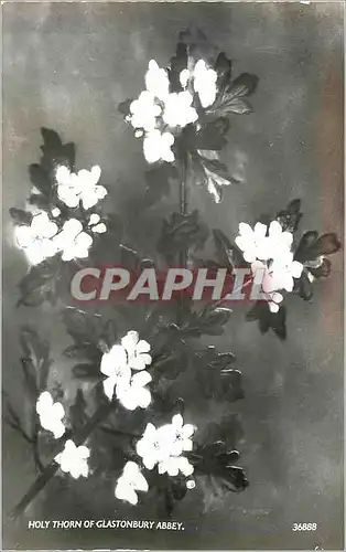 Cartes postales moderne The glastonbury holy thorne