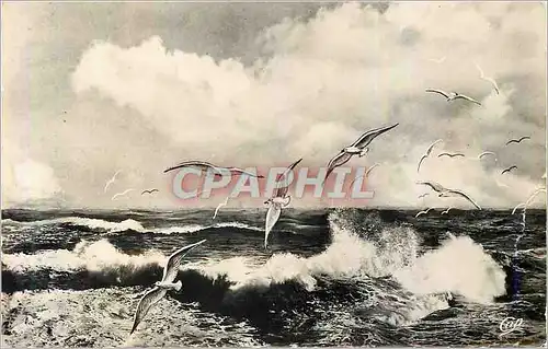 Cartes postales moderne 19 berck plage vol de mouettes sur la mer