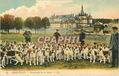 Cartes postales Chantilly Promenade de la Meute Chiens Chasse
