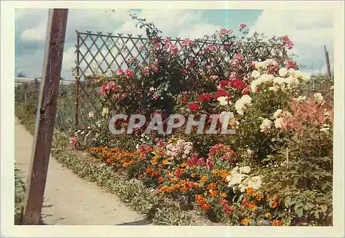 Photo Jardin Fleurs