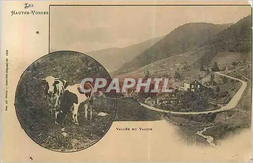 Cartes postales les Hautes Vosges Vallee du Valtin Vaches