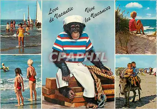 Cartes postales moderne Vive les Vacances Singe Ane Donkey