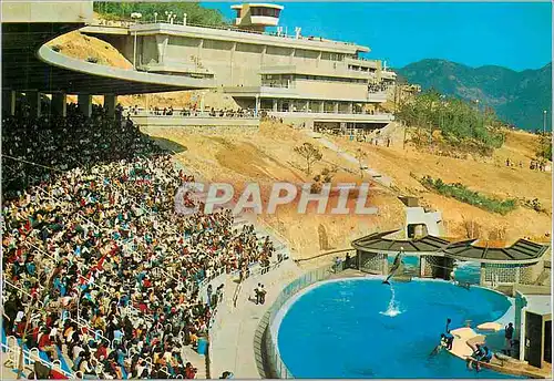 Cartes postales moderne The Ocean Park Dauphin