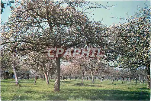 Cartes postales moderne Promenades en Pays d'Auge Champ de Pommiers