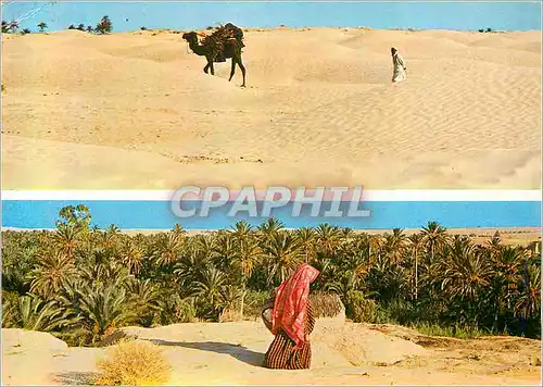 Cartes postales moderne Tunisie Le Sud Chameau